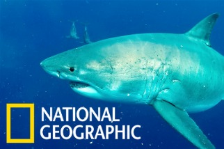 「深藍」：世界上已知最大的大白鯊