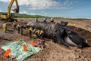 最近發生的六起死亡事件，讓這種稀有鯨魚離滅絕又更近了一步