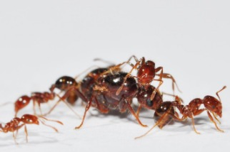人蟻大戰出奇招：破解紅火蟻超級基因，誘騙工蟻暗殺蟻后