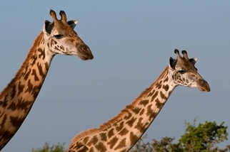 IUCN宣布：馬賽長頸鹿已瀕臨絕種