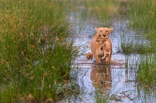 母獅帶著兩隻小獅渡水