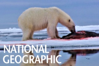 北極熊會如何儲存吃剩的海豹呢？