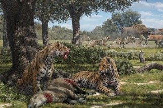劍齒虎的翻案：新化石分析重新描繪了這種駭人大貓