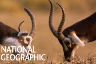 躲過蘇丹內戰的白耳赤羚