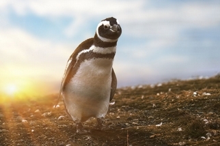 馬格達萊納島的企鵝 