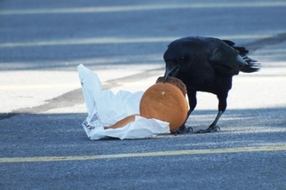烏鴉愛吃起司漢堡……如今牠們的膽固醇升高了