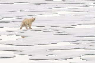 覓食中的母北極熊