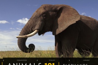 101動物教室：大象