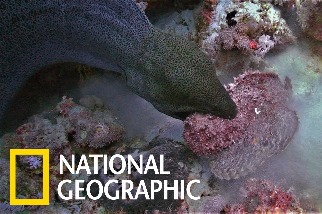 海底戰場： 當鯙鰻對上石頭魚