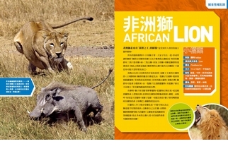 《國家地理終極捕食動物百科》非洲獅