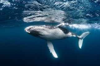 從對抗氣候變遷角度來看，一隻鯨魚值多少？