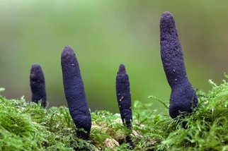 死人手指、飛碟、舌頭？一起來看看這些奇妙的真菌