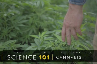 101科學教室：大麻