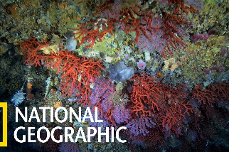 地中海的紅珊瑚危機