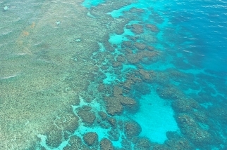 管理出包？ 大堡礁集水區驗出高濃度殺蟲劑