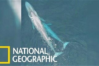 罕見畫面：藍鯨媽媽哺育幼鯨