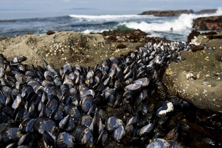 海洋中發現跨物種的貝類「傳染性癌症」