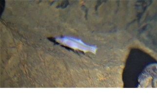 罕見畫面：稀有洞穴盲魚現身神秘洞穴