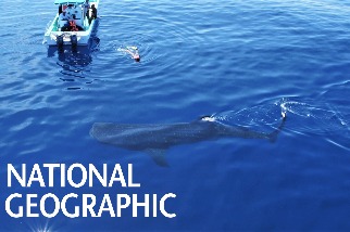 空拍視角：坎昆外海的鯨鯊覓食場