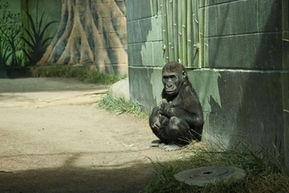 聖地亞哥動物園的年輕大猩猩