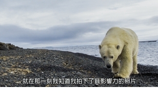 探險直擊：俄羅斯北極熊可以再靠近一點喔！