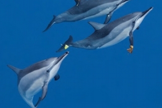 台灣的海豚會跟我們說什麼？