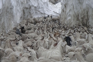喜馬拉雅山上的綿羊和山羊