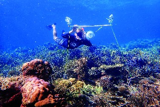 聲音能促進生病的珊瑚礁恢復健康