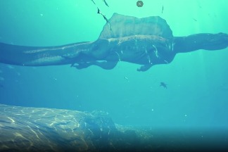 「河中怪獸」棘龍的案情因新發現的牙齒化石而更加明確 