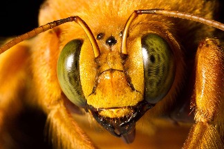 木蜂