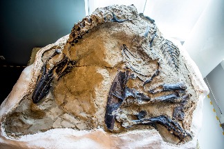 「決鬥恐龍」化石潛藏了14年，現在科學界終於可以一解其奧祕