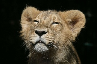 享受陽光的小獅子