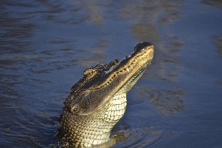 紐奧良的鱷魚
