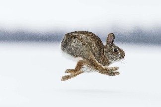 奔跑的棉尾兔