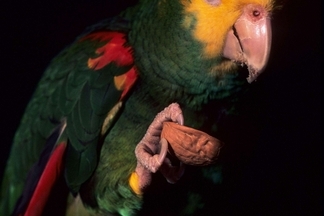 黃頭亞馬遜鸚哥