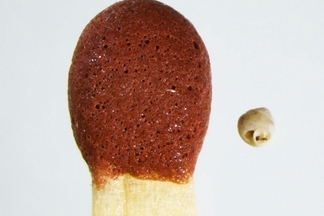 新發現微型蝸牛　比針眼還小