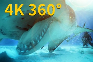 4K 360° VR：在巴哈馬海域撞見無溝雙髻鯊（記得回頭！）