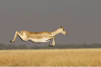飛躍的羚羊