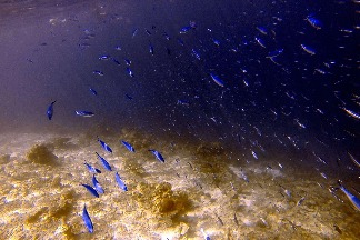 藍色魚群