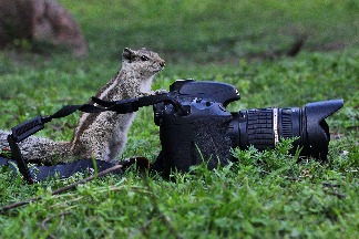 松鼠攝影師