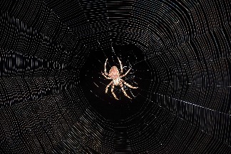 銀色蜘蛛網