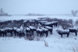 雪地裡的牛群