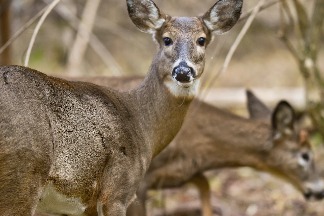 美國野鹿身上驗出冠狀病毒抗體