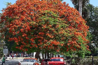 哈瓦那的鳳凰樹與老爺車  