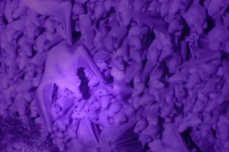 「龍舌蘭蝙蝠」能輕鬆在漆黑、擁擠的洞穴中找到自己孩子