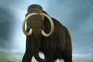 猛瑪象等古代大型植食性動物滅絕 意外助長草原野火發生