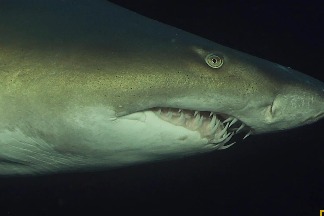 神祕的沙虎鯊在天黑後都在做些什麼？