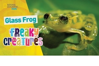 怪奇生物：半透明的蛙中忍者
