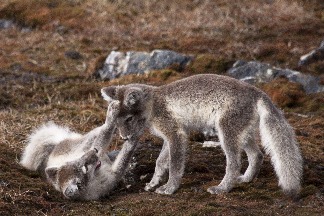 玩耍的小北極狐