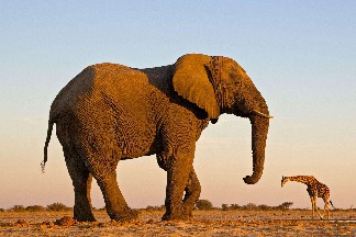 大象與長頸鹿